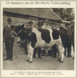 99057 Afbeelding van de prijswinnenden koe, een zwartbonte schot van de heer A. van Rijnsburger te Leiderdorp, op de ...